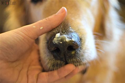 Walters Dog Balm Soothing A Dry Dog Nose And Cracked Paws