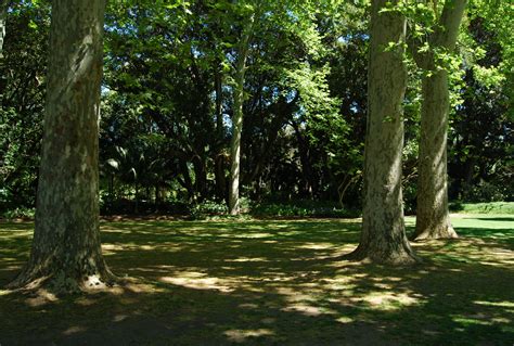 Filedappled Shade Adelaide Botanic Garden Wikimedia Commons