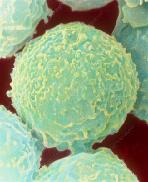 Coloured Sem Of White Blood Cells Neutrophils Stock Image P248