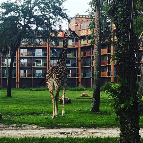 Its All About The Animals At Disneys Animal Kingdom Lodge Florida