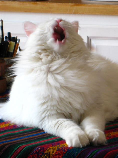 Funny Gallery Of Cats Caught Mid Sneeze