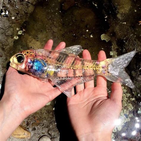 27 Exciting See Through Fish