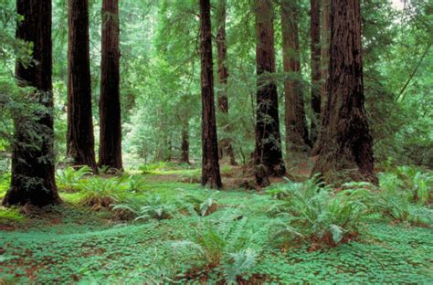 Where Can I Find Old Growth Redwoods In The Bay Area