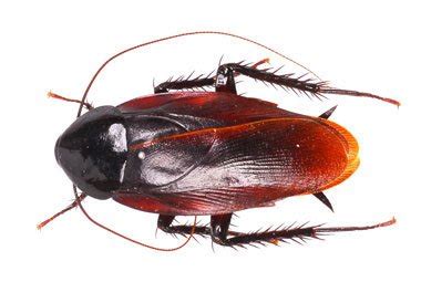 We employee expertly trained pest control technicians to advise you. Pest Control for Cockroaches - Greenville Spartanburg Anderson Columbia Lexington