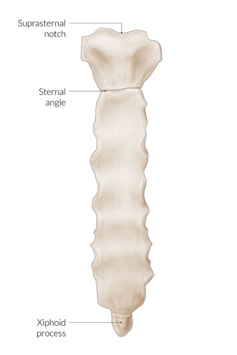 Sternum Anatomy Unlabeled