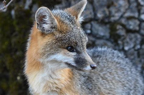 Grey Fox Urocyon Cinereoargenteus Mountain Valley Living