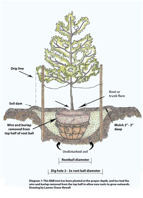 The tree diagram is complete, now let's calculate the overall probabilities. Planting and Mulching Trees and Shrubs fact sheet | UNH Extension