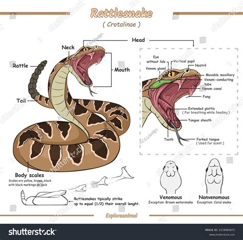 Snake Mouth Anatomy
