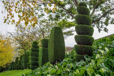 8 Topiary Trees And Bushes For Garden Shapes Uk