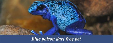 Best 15 Blue Poison Dart Frog Facts Habitat Lifespan Zoological World