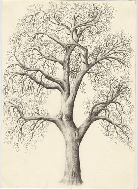 Tree15 Artwork Paintings In 2019 Pencil Drawings Tree Drawings