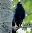 14 Interesting Facts About the Common Black Hawk