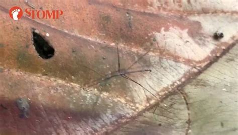 What Is This Insect With Freakishly Long Legs At Bukit Timah Nature