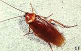 Images of Cockroach Florida
