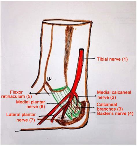 Tibial Nerve