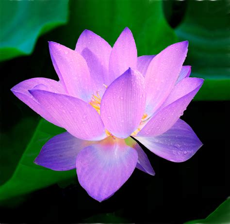 Free Images Flower Petal Peace Pink Sacred Lotus Aquatic Plant