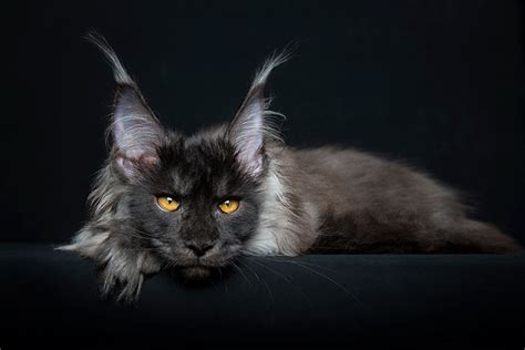 40 Majestic Pictures Of Maine Coon Cats That Will Take Your Breath Away