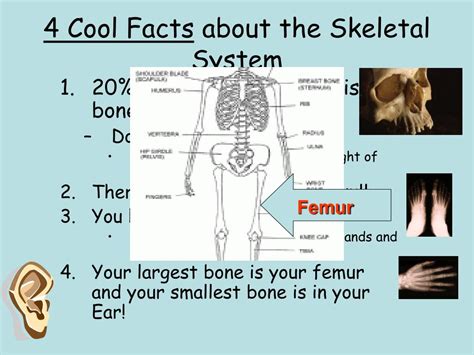 Ppt The Muscular And Skeletal Systems Powerpoint Presentation Free