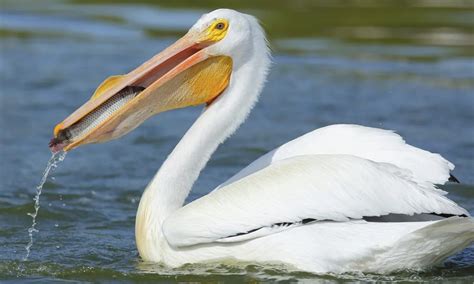 What Do Pelicans Eat Surfs Up Magazine