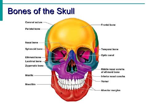 Skeletal System Notes