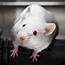 Lab Mice Are Too Cold To Give Us Good Results  The Dinner Party Download