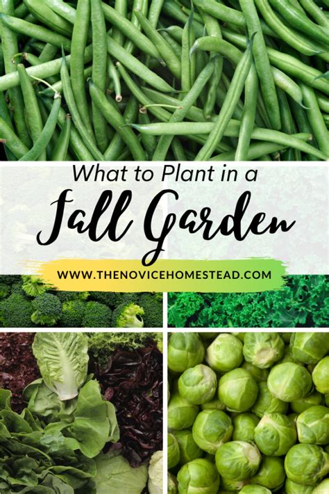 16 Vegetables To Plant In A Fall Garden The Novice Homestead