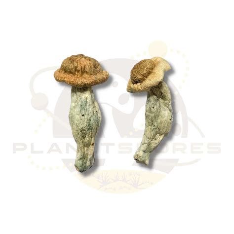 Penis Envy Uncut Revert Mushroom Spores Planetspores Ca