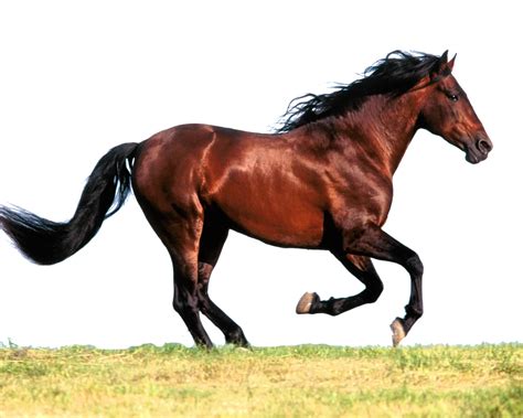Arabian horse American Paint Horse American Quarter Horse Standing Horse Mare - horse png 