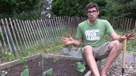 Whether you cultivate it as a vegetable for the table, or a decorative specimen in. How to Grow Okra - Complete Growing Guide - YouTube