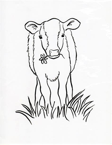 Cow Calf Drawing At Getdrawings Free Download