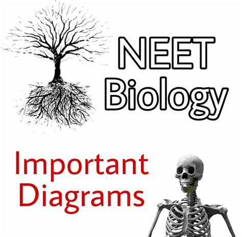 Pdf Important Biology Diagrams For Neet And Cbse Pdf Download From