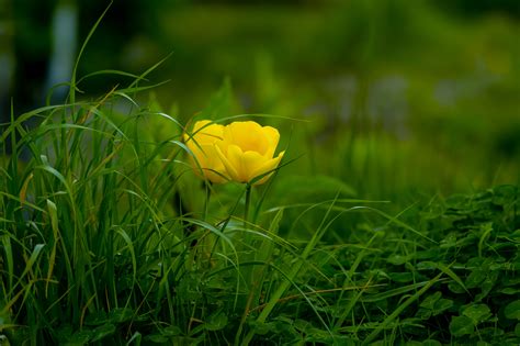 Free Images Flower Yellow Green Petal Natural Landscape Natural