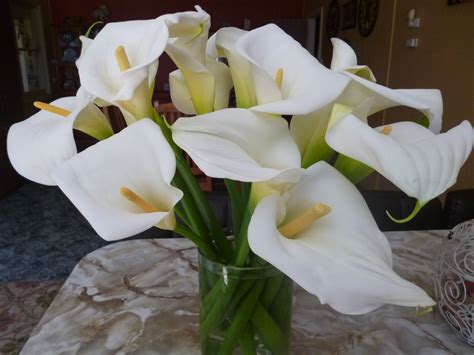 LILLIES Calla Lily Beautiful Flowers Calla