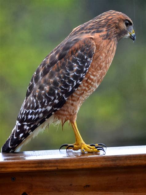 Red Shouldered Hawk In The Rain And On Our Deck Pet Birds