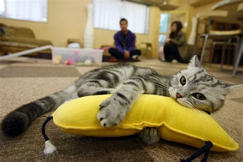 Cat cafe 'meow parlour' gives patrons prime cat time | today. You have weird questions about cat cafes. We have even ...