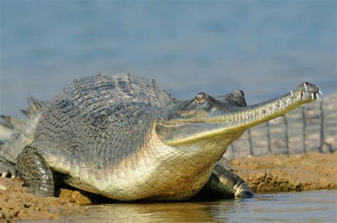 14 Incredible Gharial Facts Fact Animal