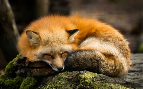 Download Cute Sleeping Animal Fox Hd Wallpaper By Alexandre Bès