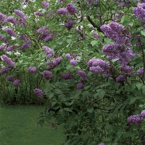 Pruning Lilacs Finegardening Lilac Tree Lilac Pruning Plants