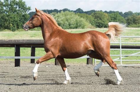 The society's membership is worldwide, reflecting the popularity and versatility of welsh ponies and cobs. Welsh Pony | Breed Guide | Horsemart