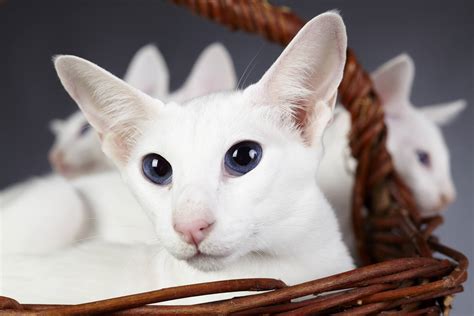 But is there such a thing as a hypoallergenic cat? These Are the Best Hypoallergenic Cat Breeds for People ...
