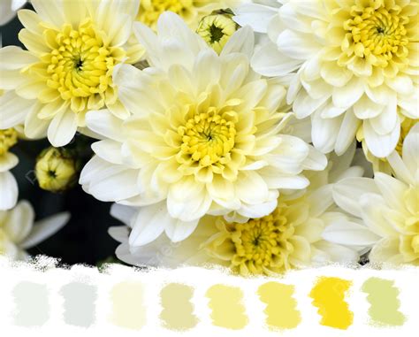 White And Yellow Mums Color Palette Beauty Chrysanthemum Blossom Photo
