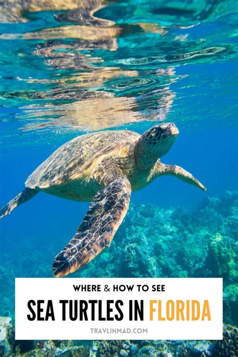 Swim With Sea Turtles Florida Willian Stoneberg
