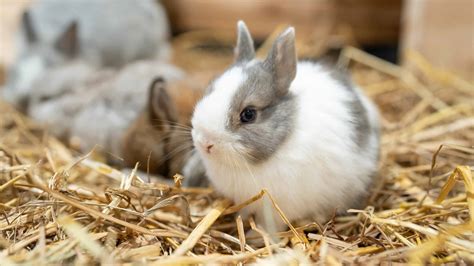 Netherland Dwarf Bunny Small Pets Shop Netherland Dwarf Rabbit For Sale