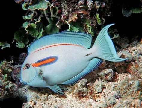 Juveniles bear three white stripes, though their body stripes and head stripes gradually recede with growth. Orange Band Surgeon Fish | Sea fish, Saltwater aquarium ...
