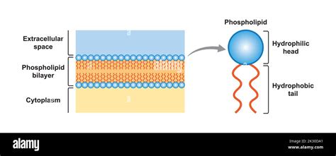 Scientific Designing Of Phospholipid Bilayer Structure Vector