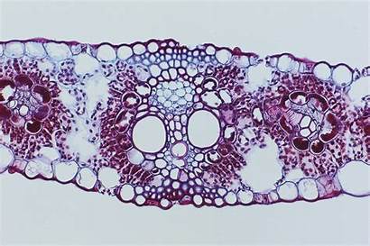 Microscope Cells Under Slides Slide Interesting Tripping