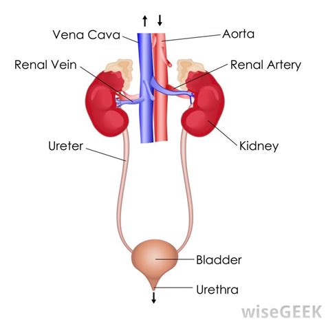 Excretory System Excretory System Body Systems Basic Anatomy And