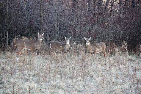 Deers In The Winter 2011 No1 Photograph By Rl Clough Fine Art America