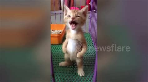 Kitten Stands On Two Legs Like A Human Buy Sell Or Upload Video