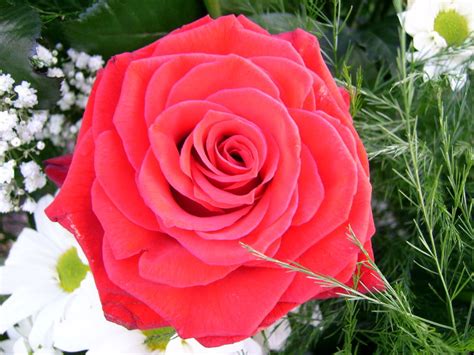 Lovely Rose Foto And Bild Pflanzen Pilze And Flechten Blüten